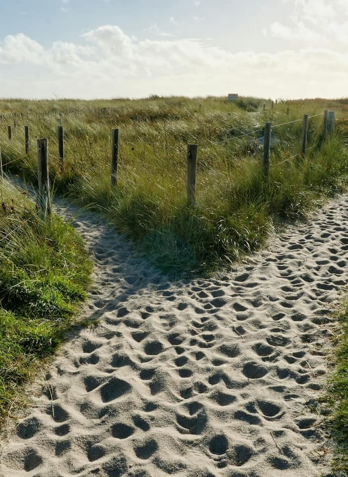 A sandy path through dune grass that divides into two.